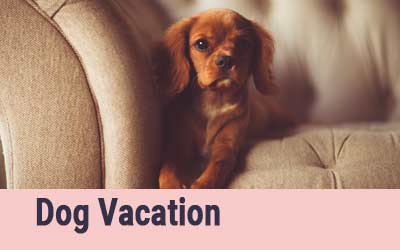 Dog on Vacation