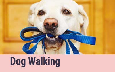 Dog Walking Services