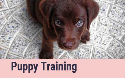 Puppy Training
